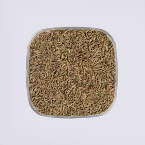 Cumin (Cuminum cyminum)